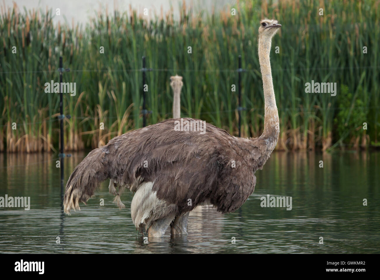 Ostrich (Struthio camelus) at Vincennes Zoo in Paris, France. Stock Photo
