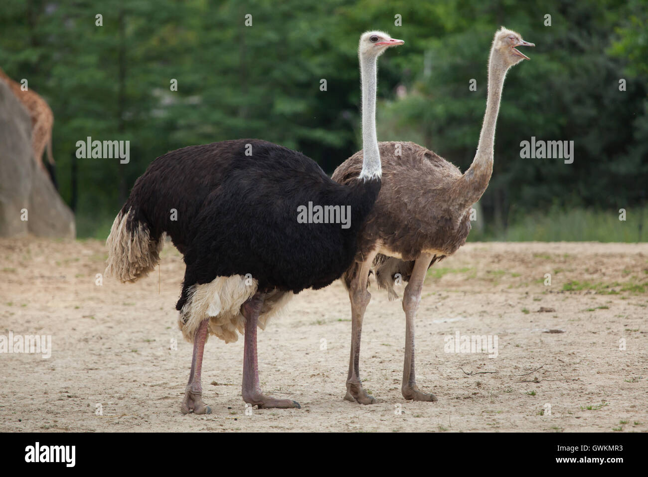 Ostrich (Struthio camelus) at Vincennes Zoo in Paris, France. Stock Photo