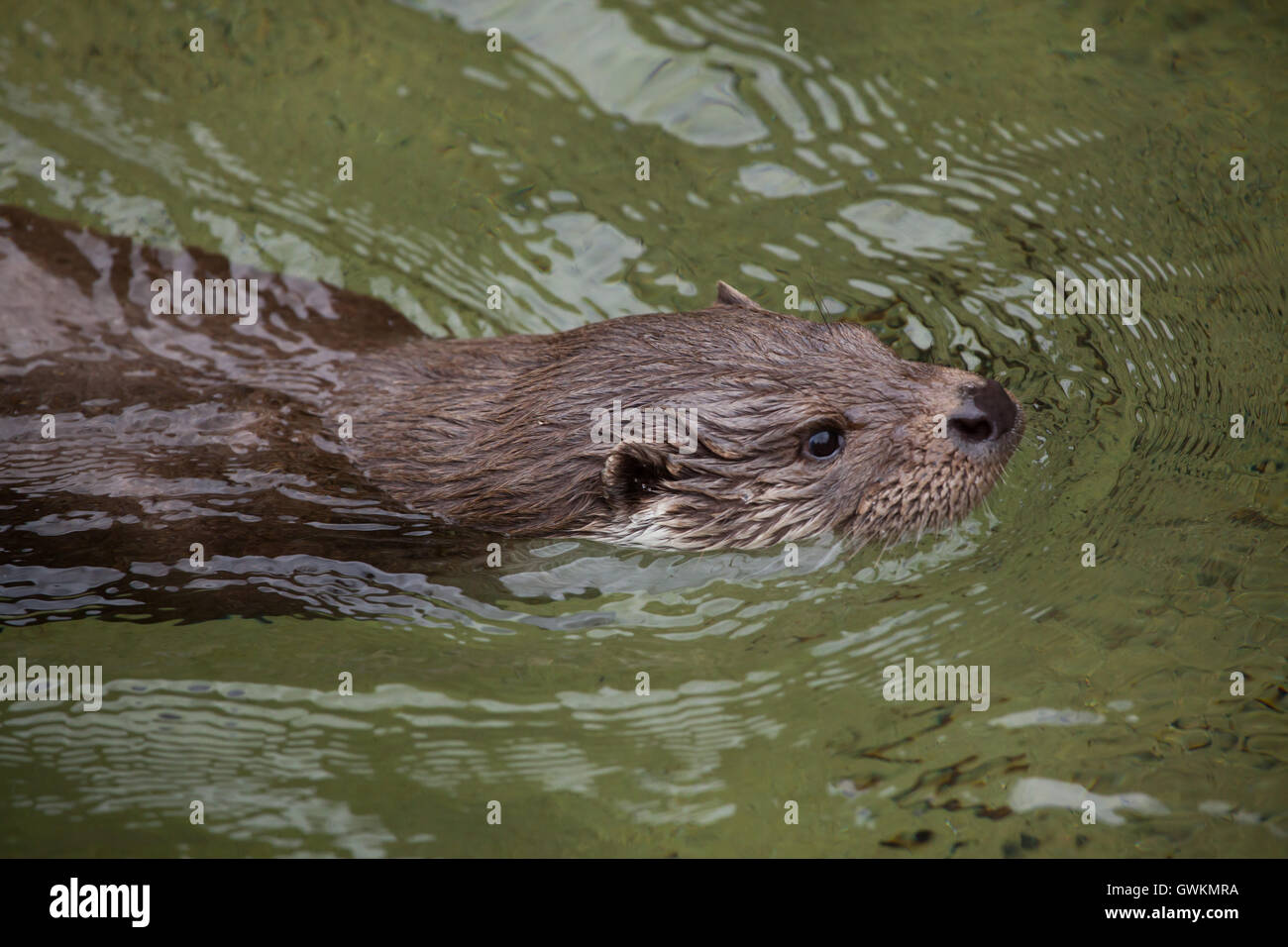 Eurasian otter (Lutra lutra lutra), also known as the common otter. Wildlife animal. Stock Photo