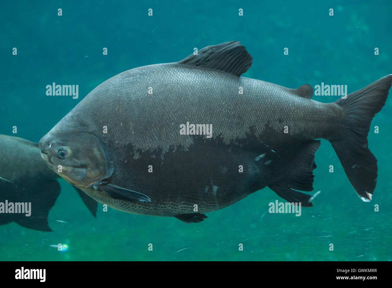 Tambaqui (Colossoma macropomum), also known as the giant pacu. Wildlife