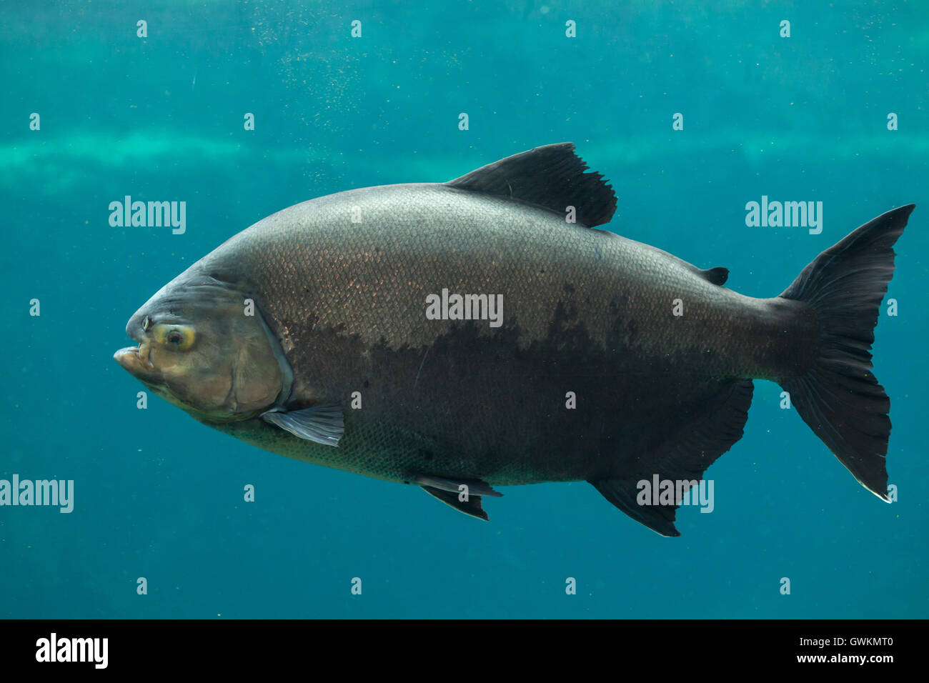 pacu stock photos pacu stock images alamy