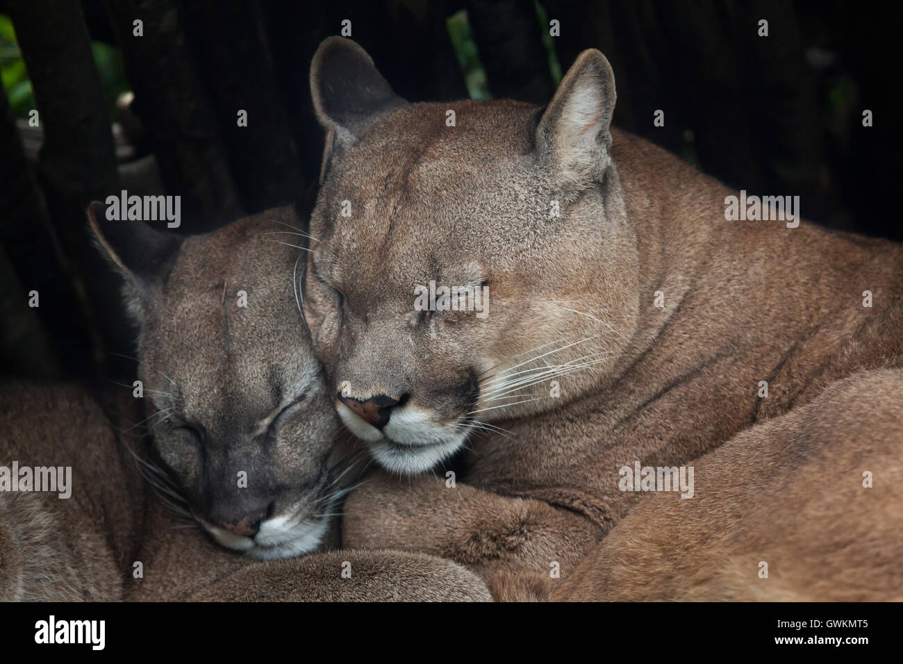 Chilean cougar (Puma concolor puma), also known as the Chilean puma.  Wildlife animal Stock Photo - Alamy