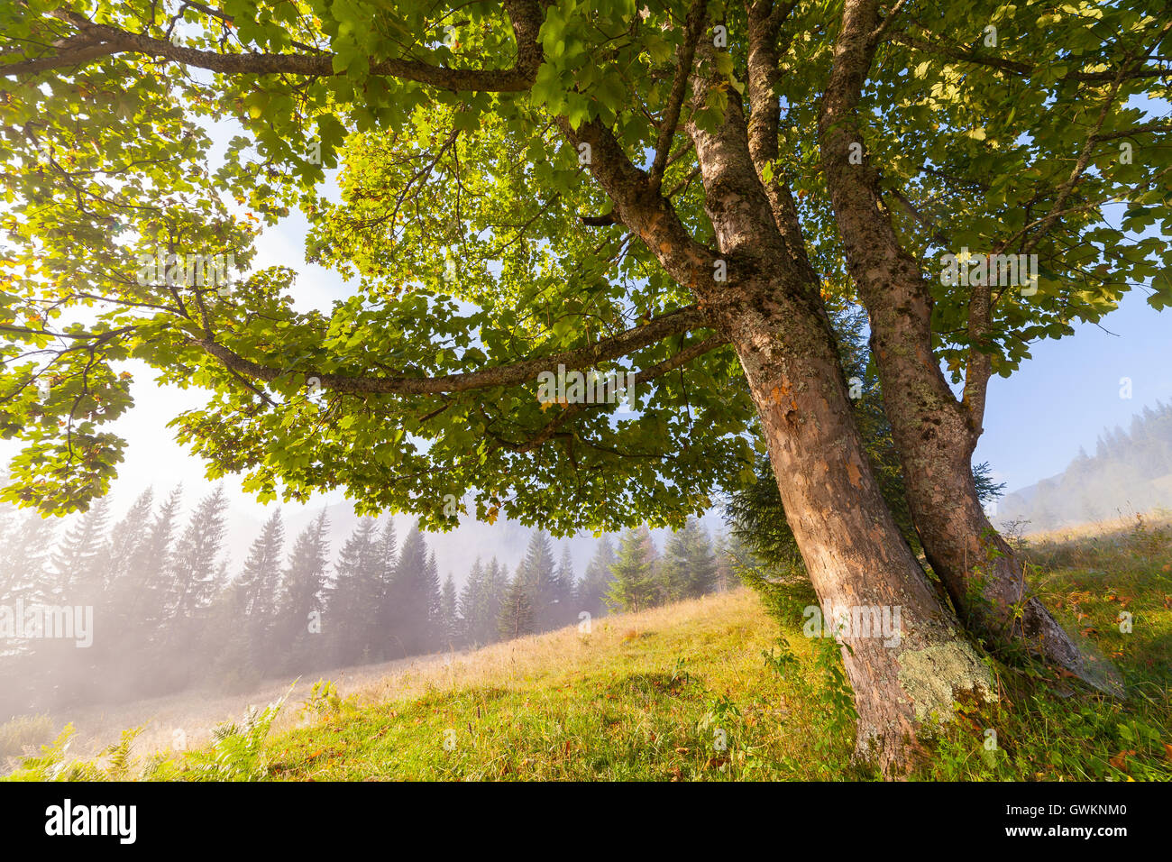 Oak tree in full leaf in summer standing alone Stock Photo - Alamy