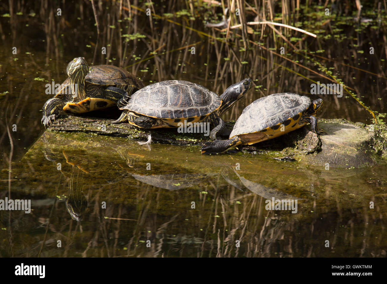 European pond turtles (Emys orbicularis) in a canal in Schiedam, the Netherlands. Stock Photo