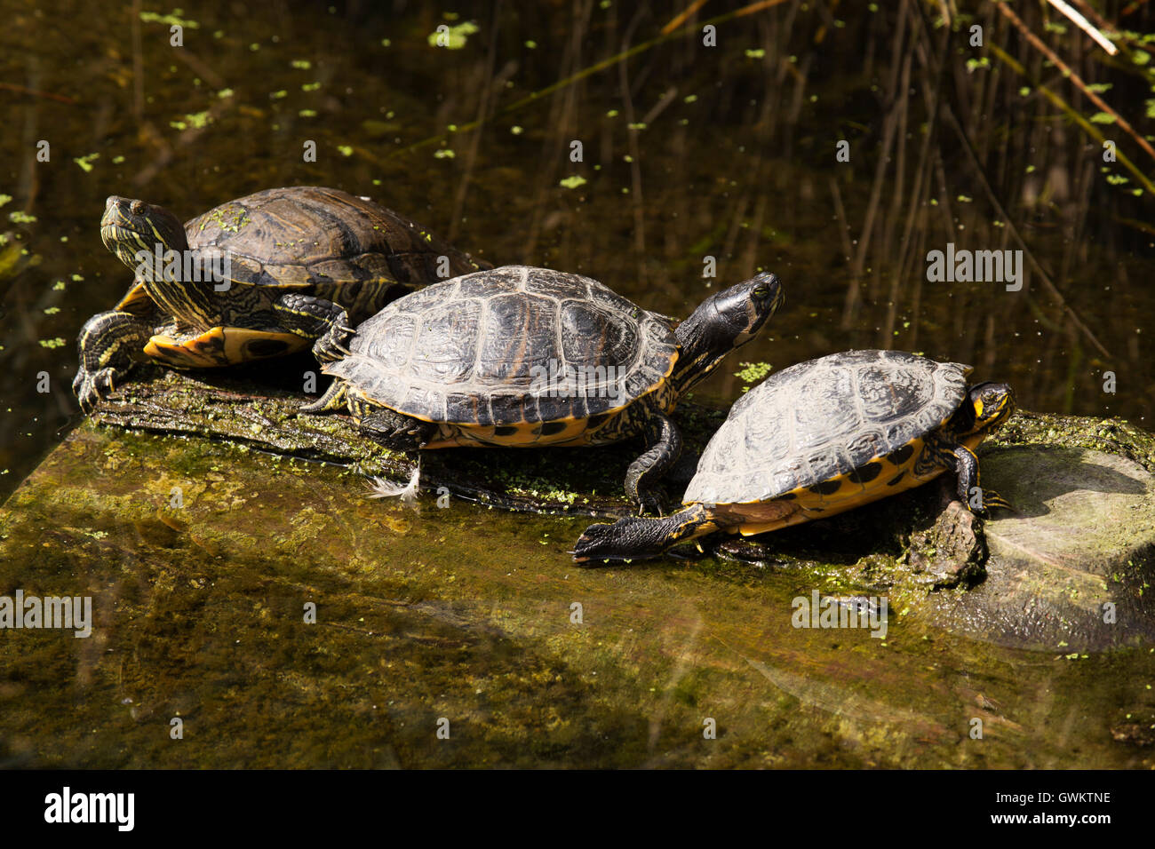 European pond turtles (Emys orbicularis) in a canal in Schiedam, the
