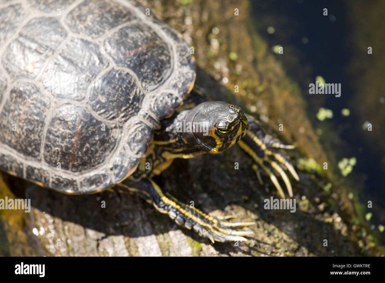 A European pond turtle (Emys orbicularis) in a canal in Schiedam, the Netherlands. Stock Photo