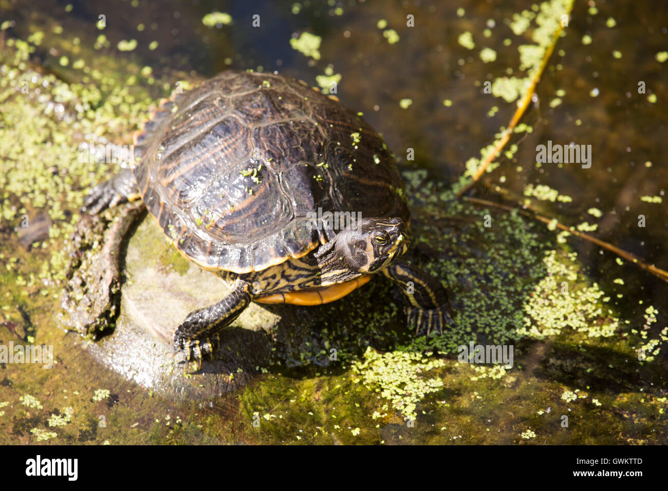 A European pond turtle (Emys orbicularis) in a canal in Schiedam, the