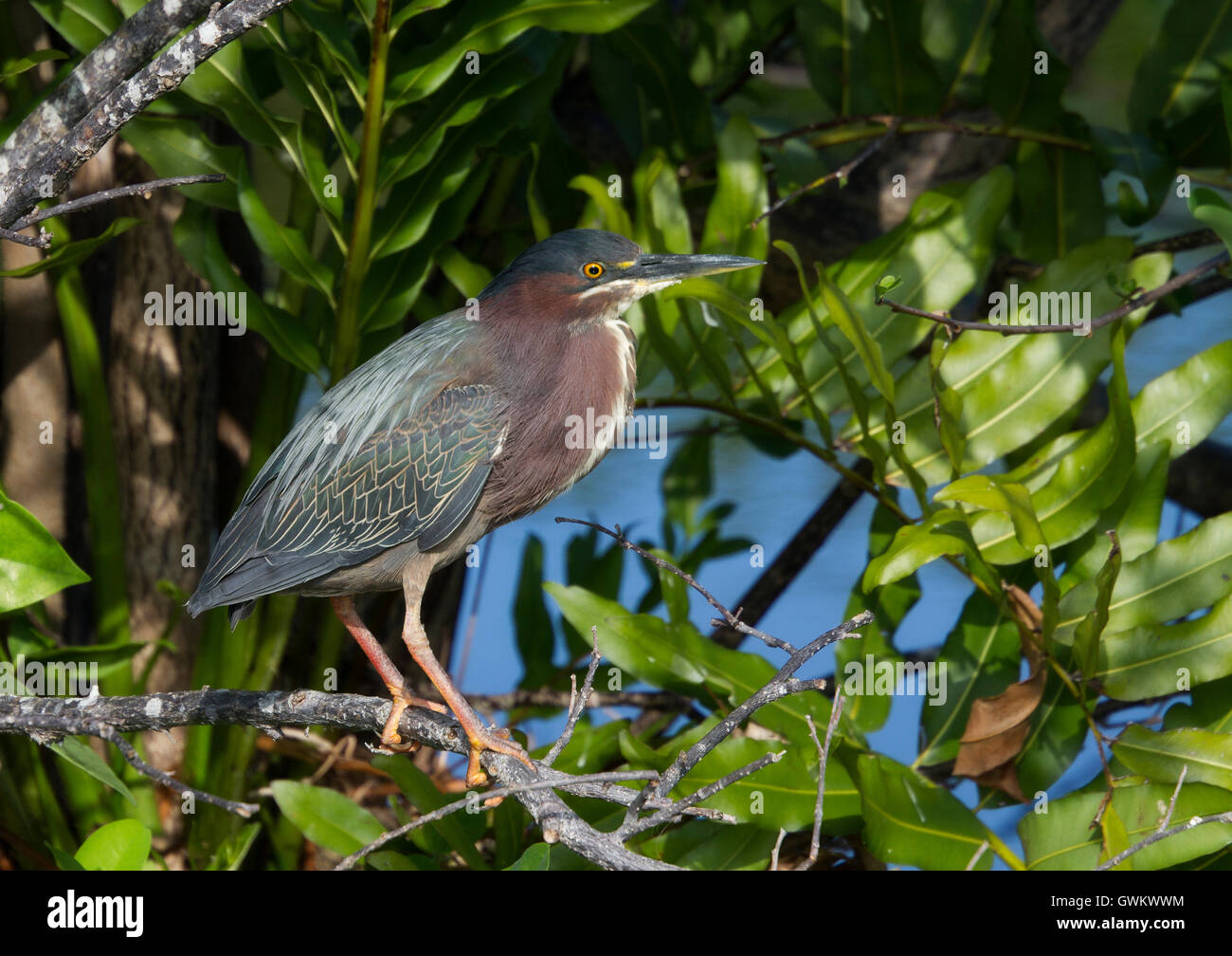 Green Heron perches in a verdant setting of ferns at Wakodahatchee Wetlands of Florida. Stock Photo