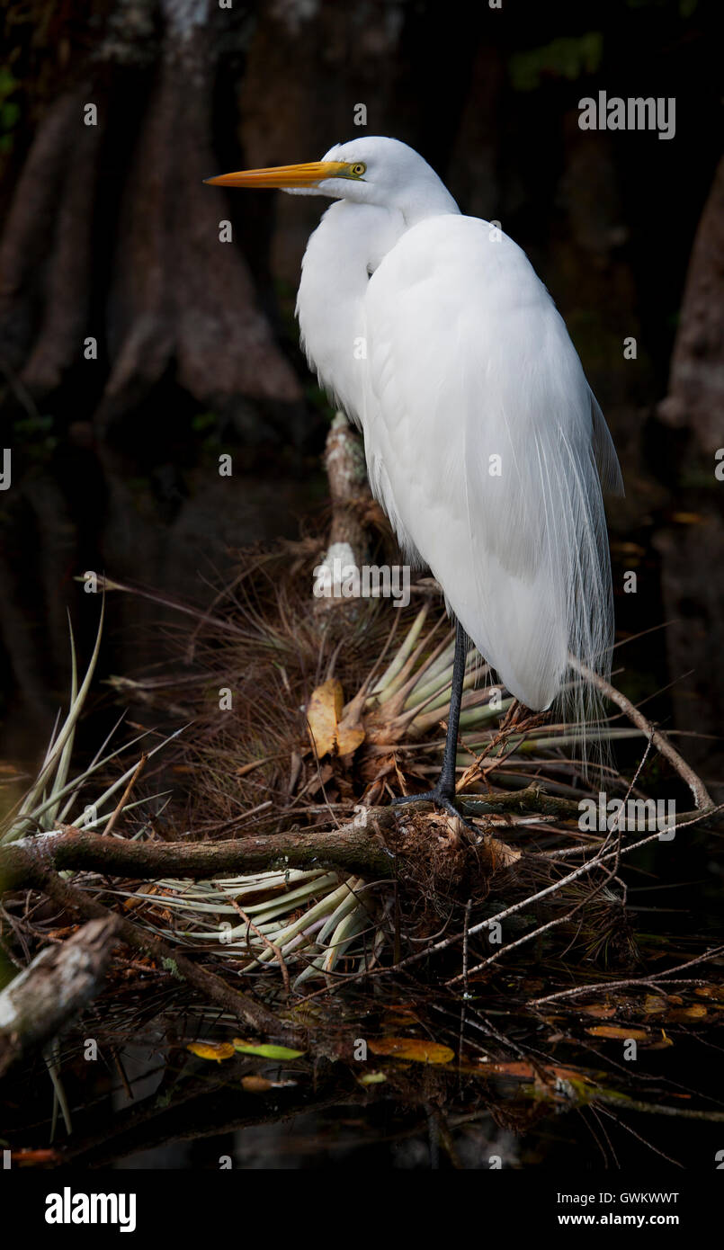 White Egret, Ardea alba, stands on a fallen limb adorned with tillandsia airplants in Big Cypress Preserve, Florida. Stock Photo