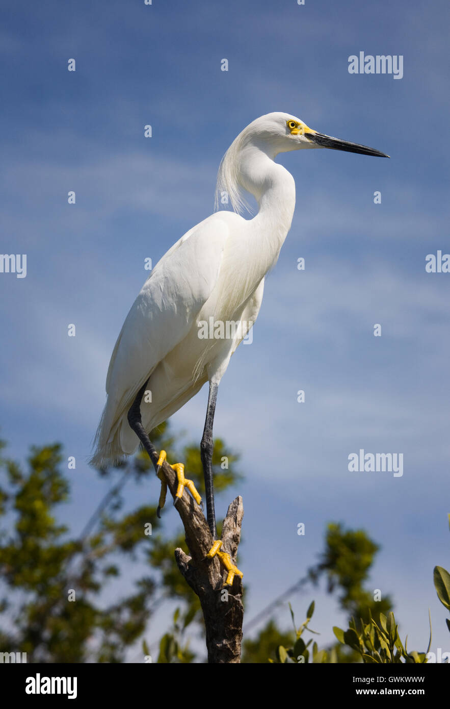 A Snowy Egret with its white feathers, long shaggy head plumes, yellow lore and feet looks amazing against a blue Florida sky. Stock Photo