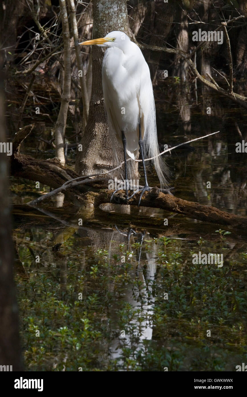 White Egret deep in the Big Cypress Swamp of Florida amid a tangle of cypress trees and filtered light standing alone. Stock Photo