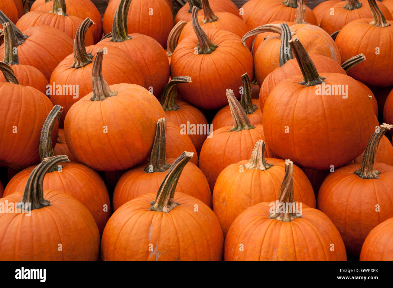 Pile of pumpkins for sale Stock Photo - Alamy