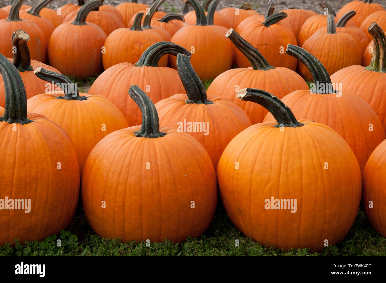 Autumn pumpkins ready fall hi-res stock photography and images - Alamy