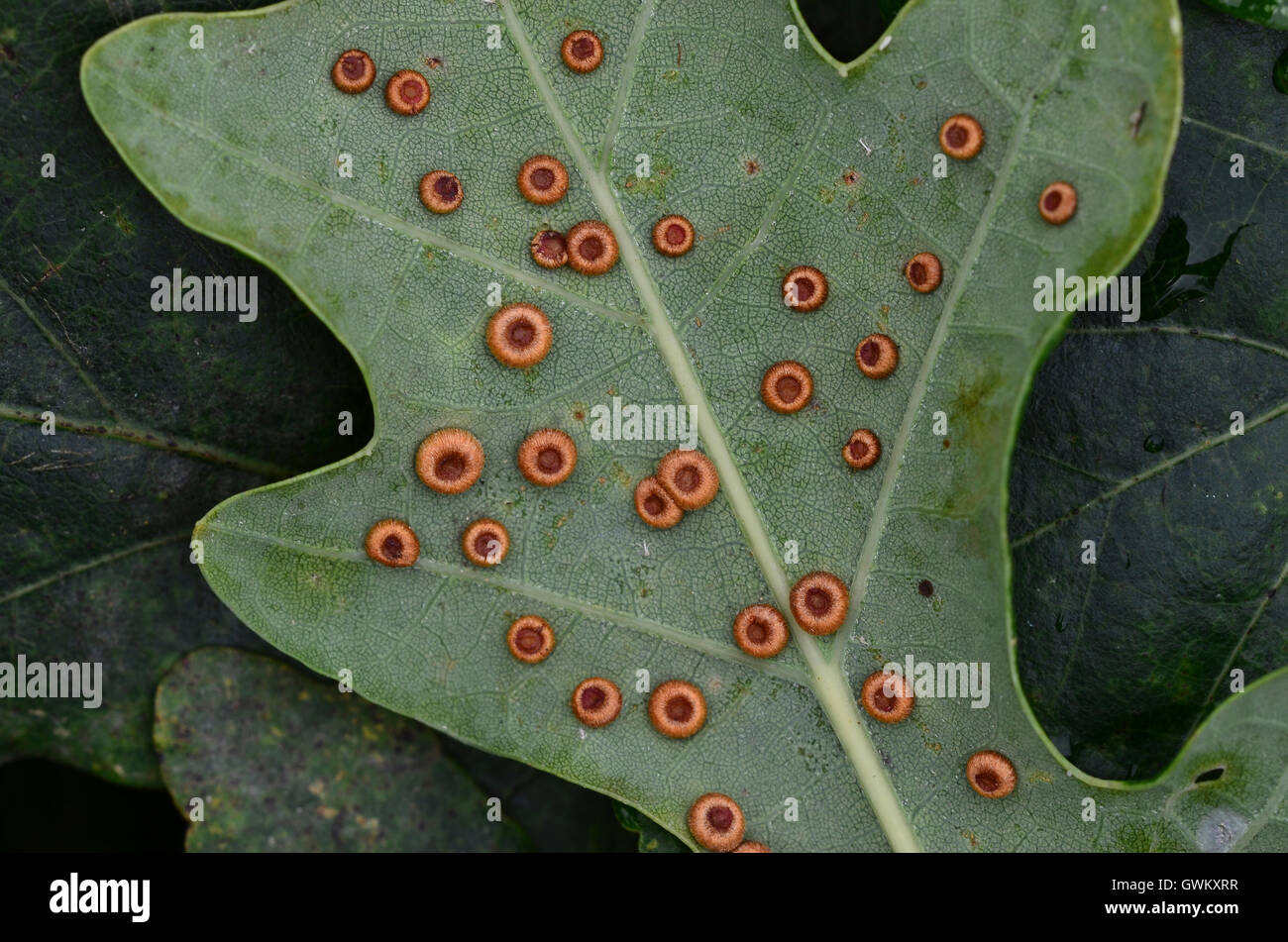 Silk button galls on the underside of pedunculate oak leaf caused by the gall wasp neuroterus numismalis. Stock Photo