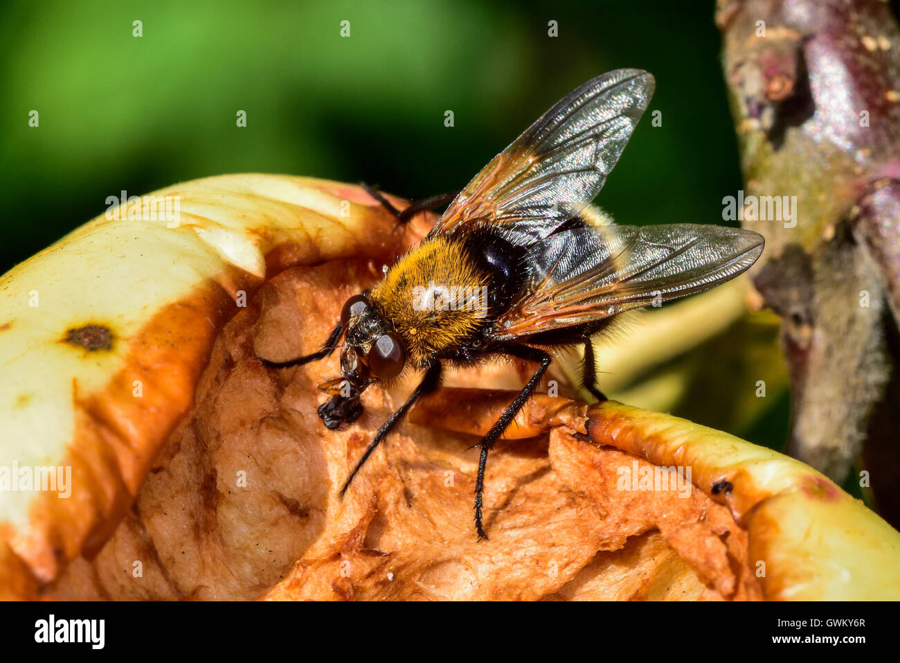 Narcissus bulb fly Stock Photo