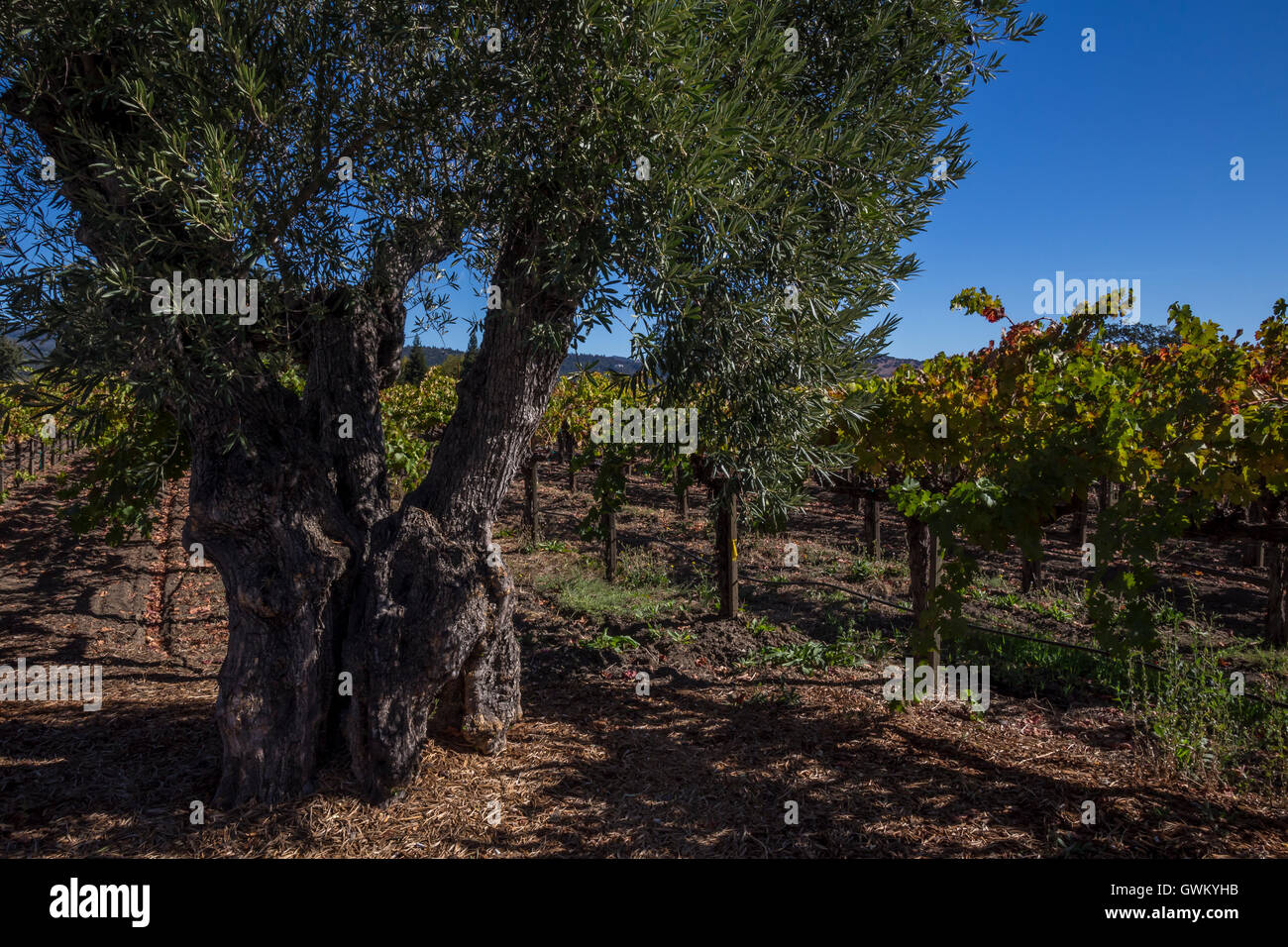 St helena olive tree hires stock photography and images Alamy