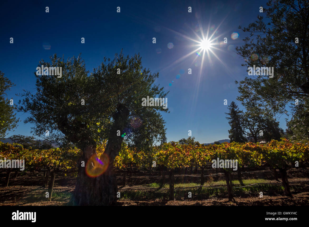 olive tree, vineyard, viewed from, Del Dotto Estate Winery and Caves