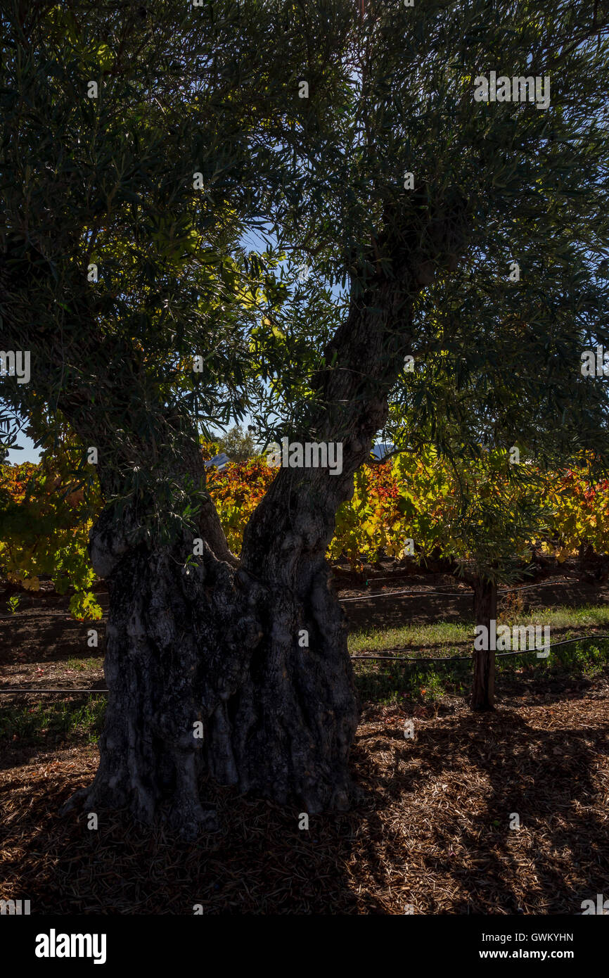 St helena olive tree hires stock photography and images Alamy
