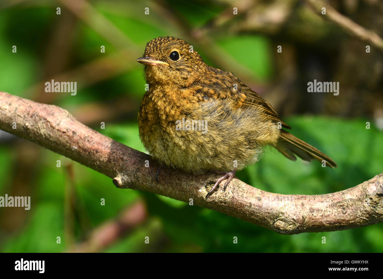 Juvenile robin in spring Stock Photo Alamy
