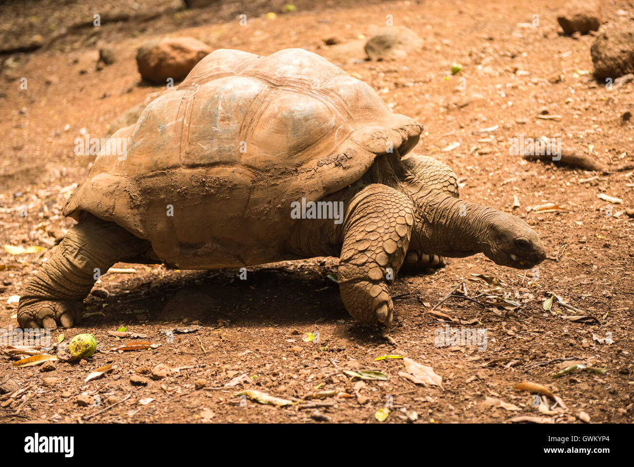 turtle rest in Mauritius. turtle walks in Mauritius Stock Photo - Alamy