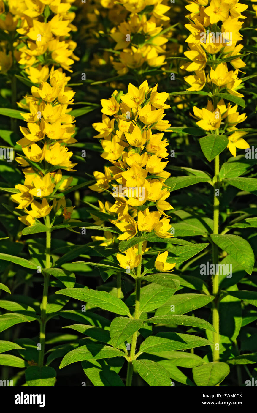 Garden yellow loosestrife. Beautiful yellow flowers closeup Stock Photo