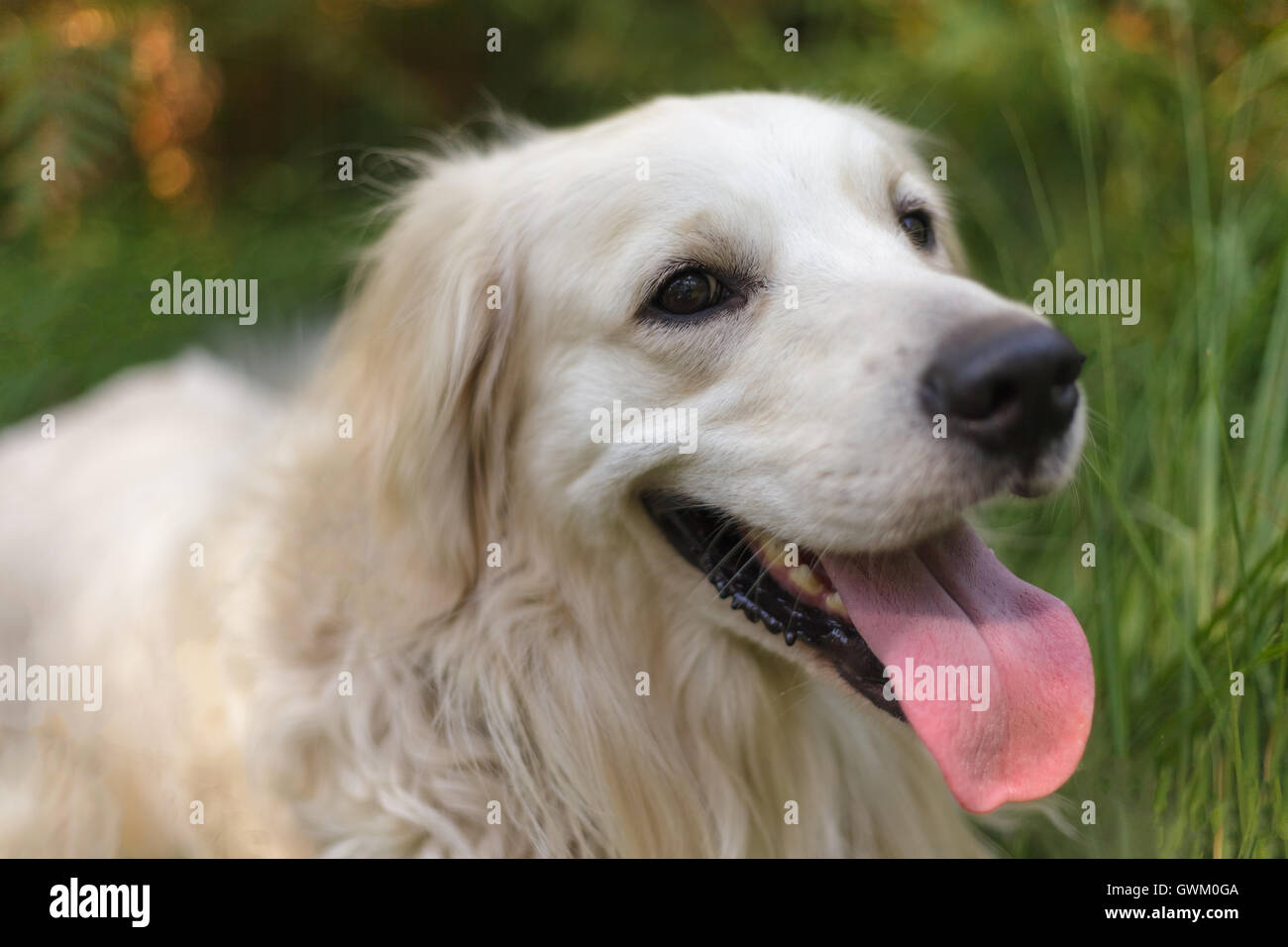 happy golden retriever dog Stock Photo