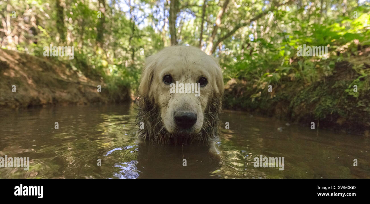 golden retriever dog in water Stock Photo Alamy