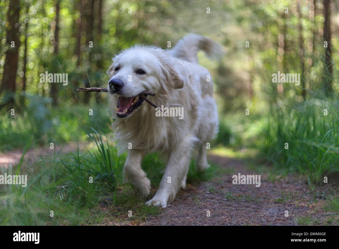 happy golden retriever dog Stock Photo