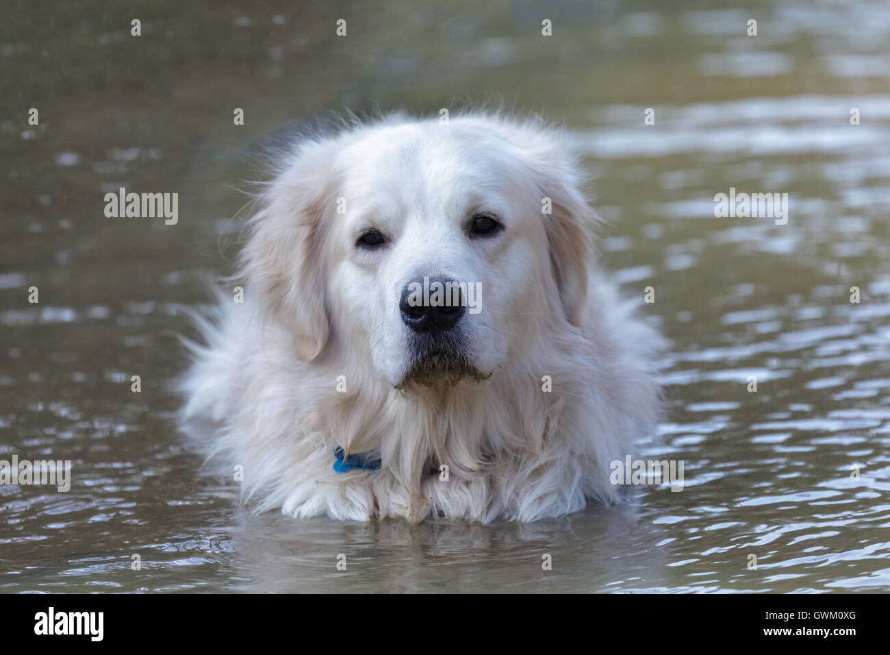 golden retriever in water Stock Photo Alamy