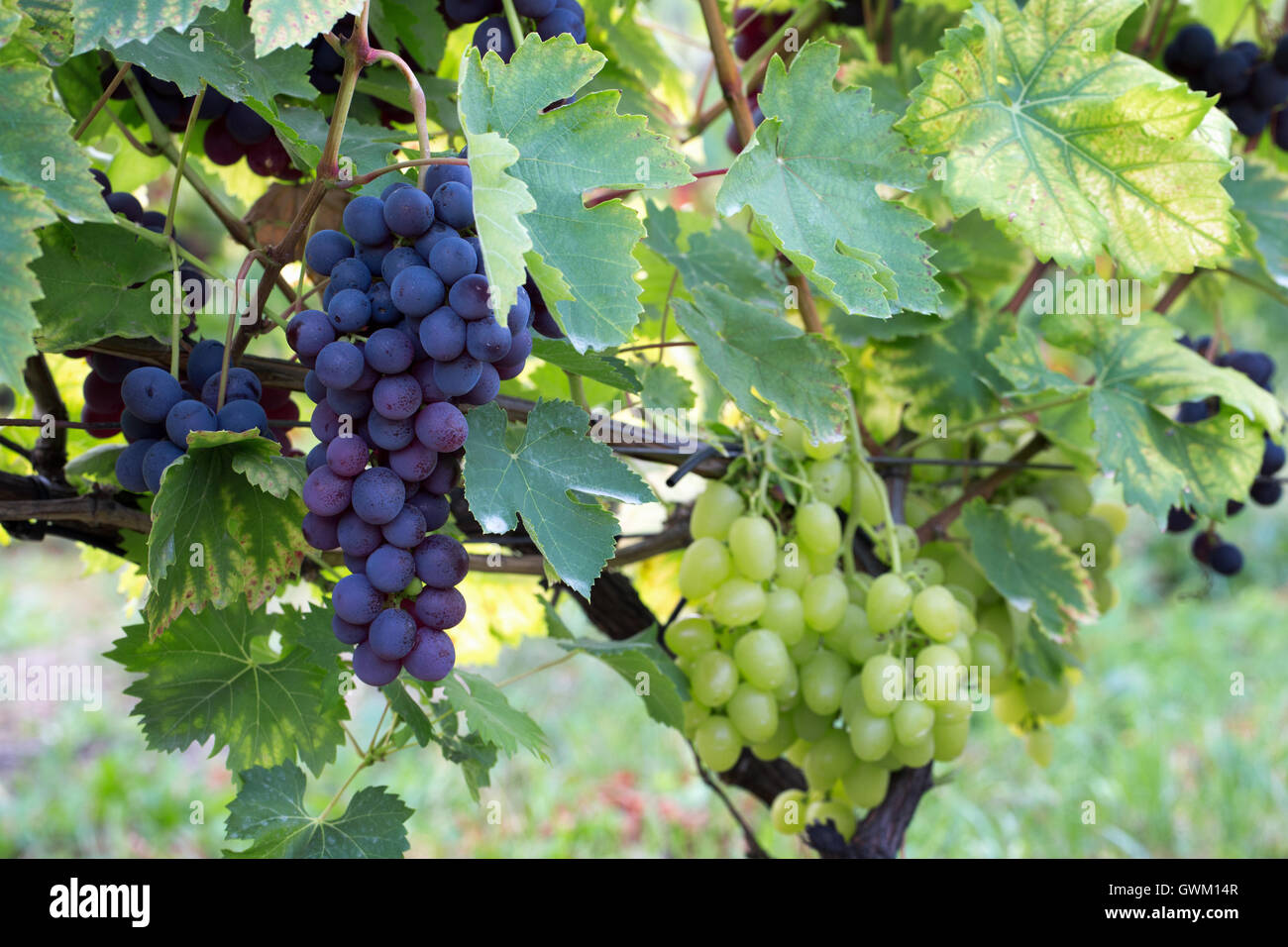 Purple grape vines hires stock photography and images Alamy