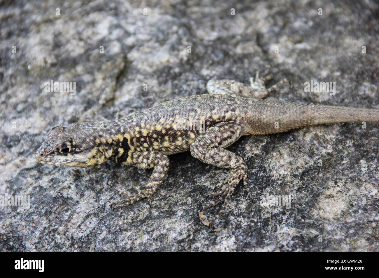 Lizard Tropidurus common in tropical forests of Brazil. This lizard was ...