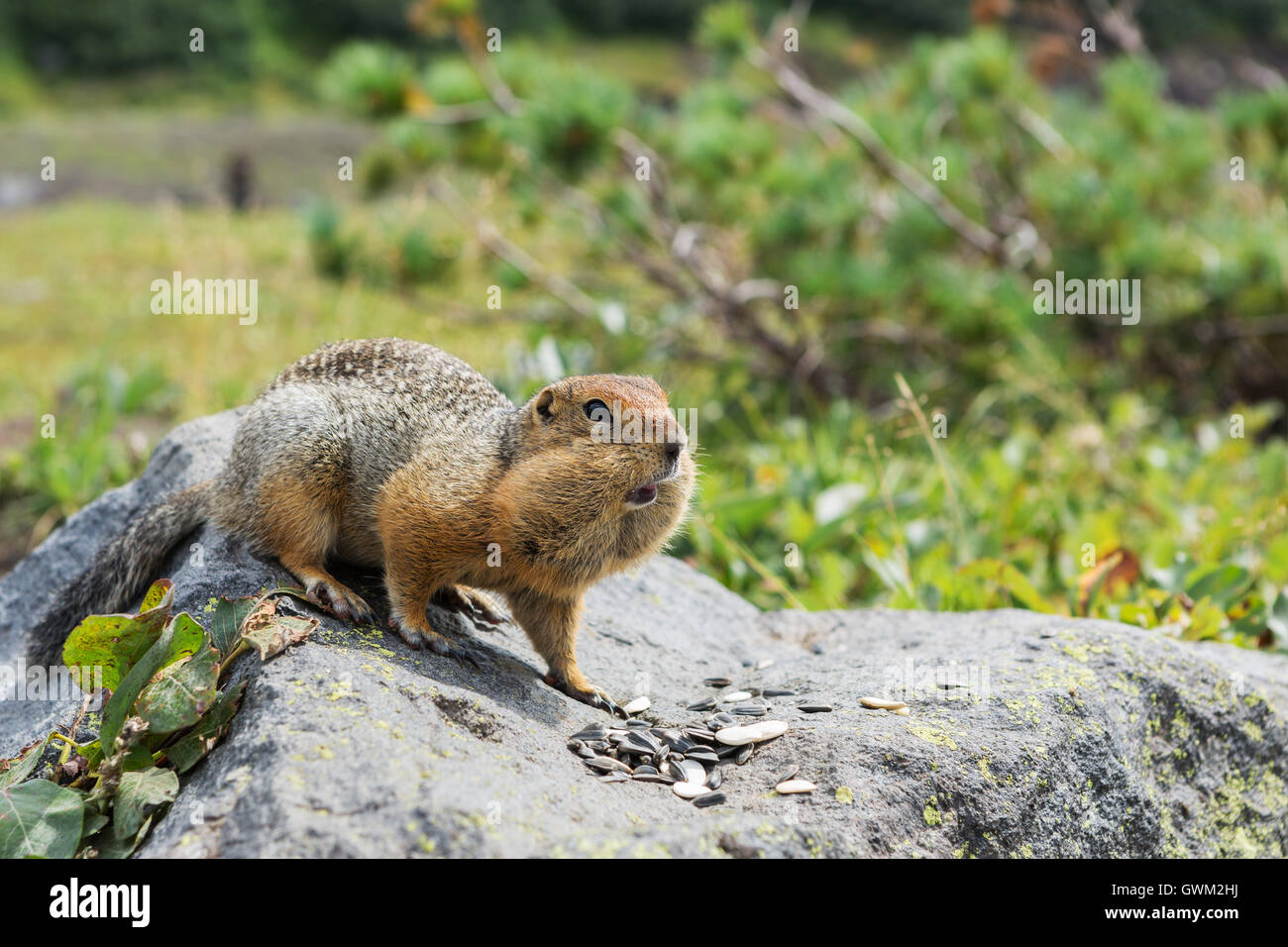Arctic ground squirrel eating seeds on rock. Kamchatka. Stock Photo