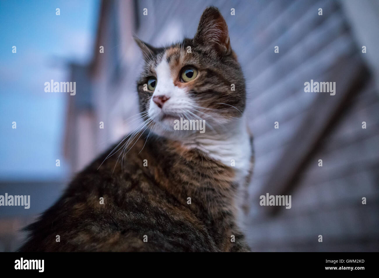 Cat staring at dusk Stock Photo