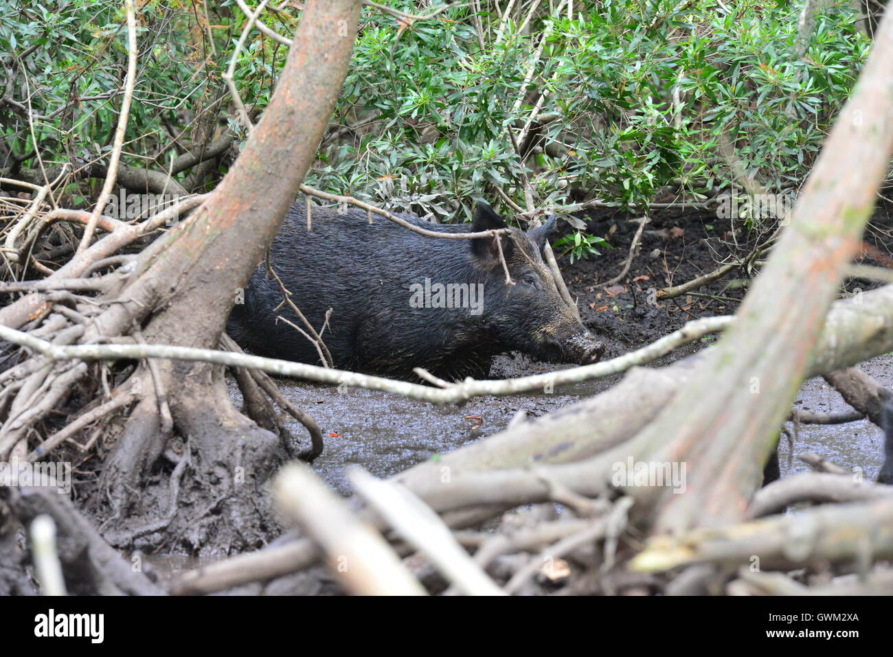 Wild pig in the muddy Swamplands of Louisiana in America Stock Photo