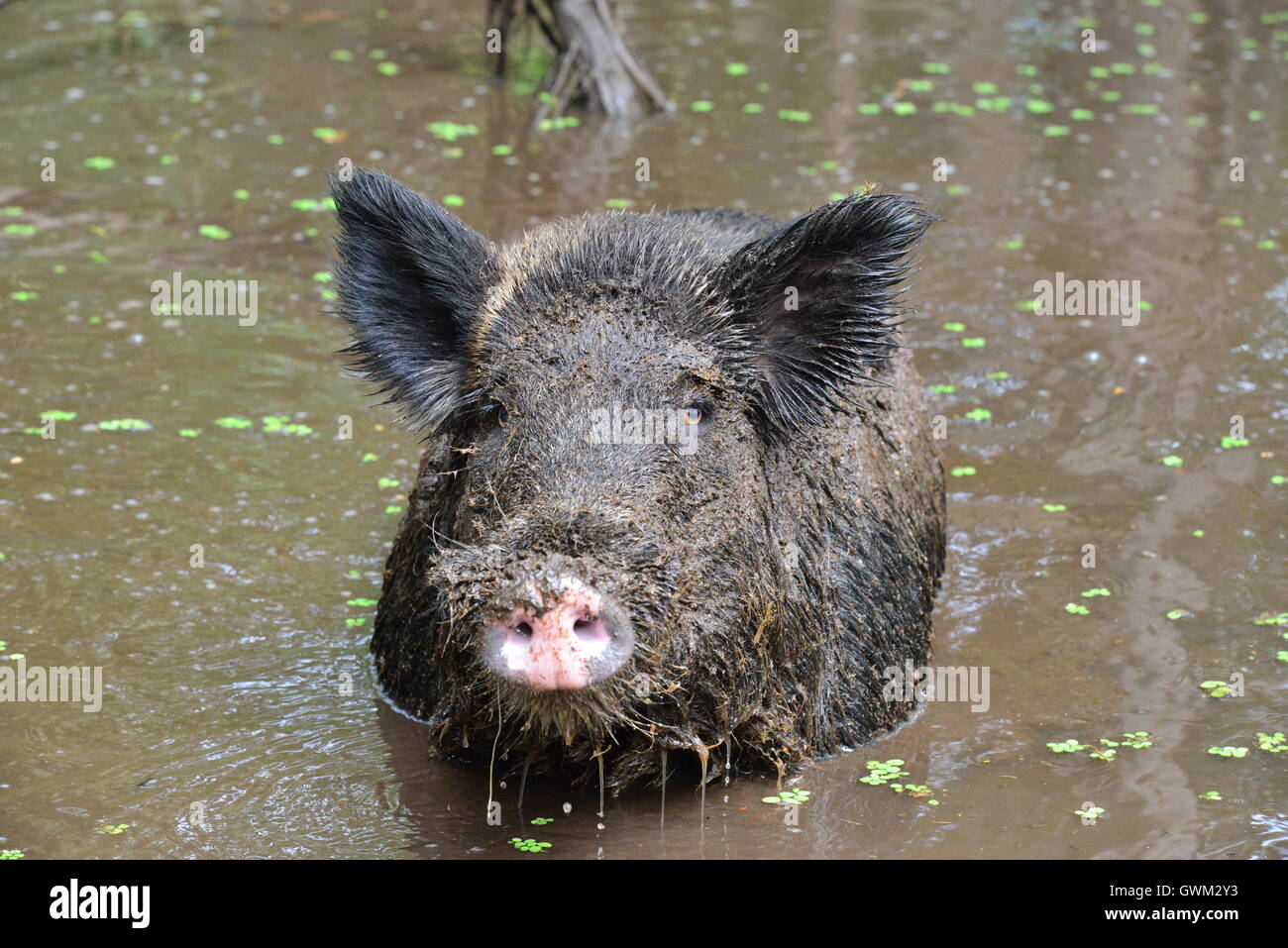 Wild pig in the muddy Swamplands of Louisiana in America Stock Photo