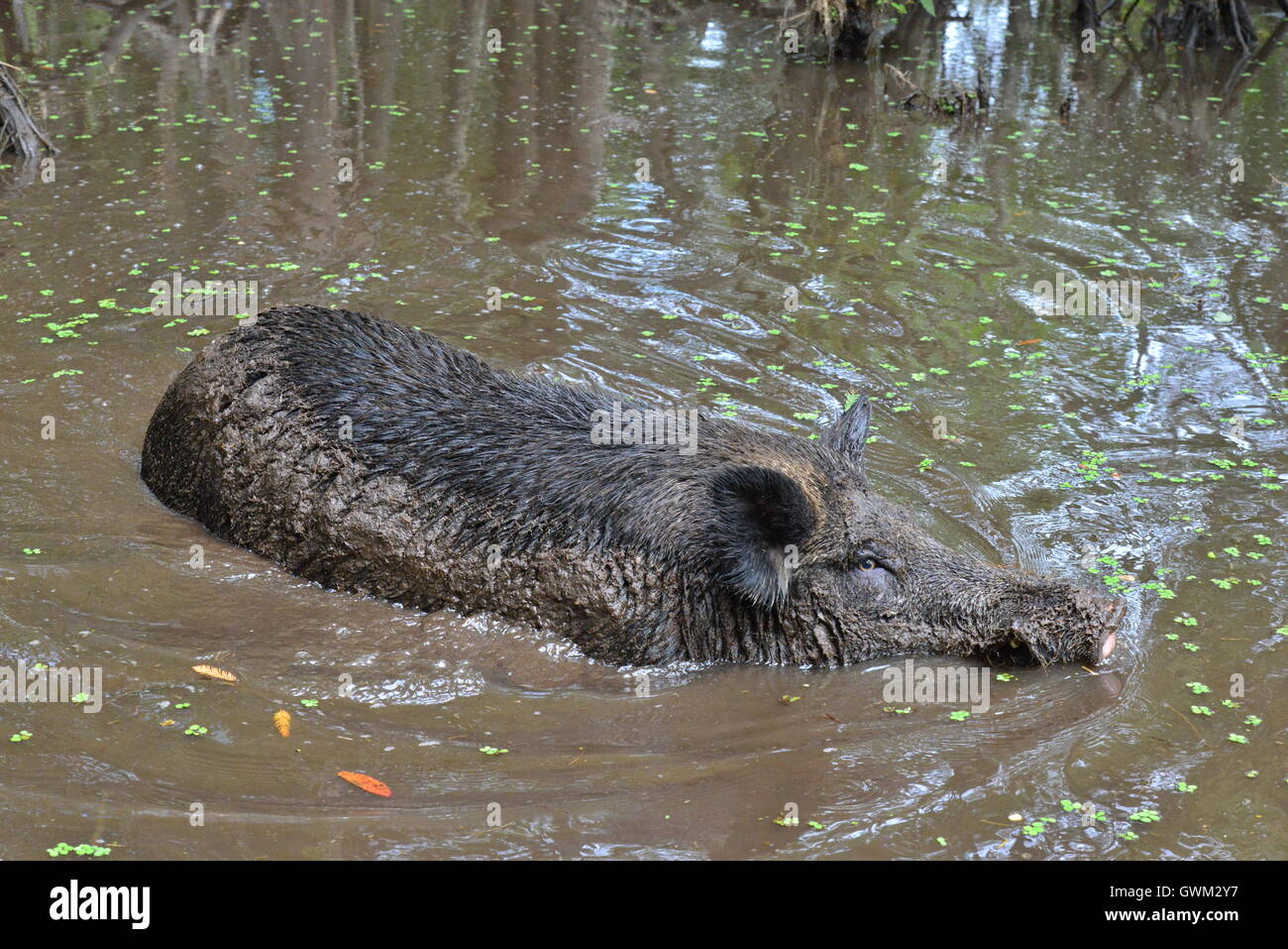 Wild pig in the muddy Swamplands of Louisiana in America Stock Photo