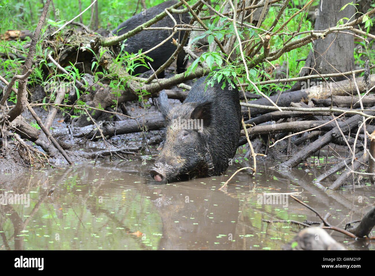 Wild pig in the muddy Swamplands of Louisiana in America Stock Photo