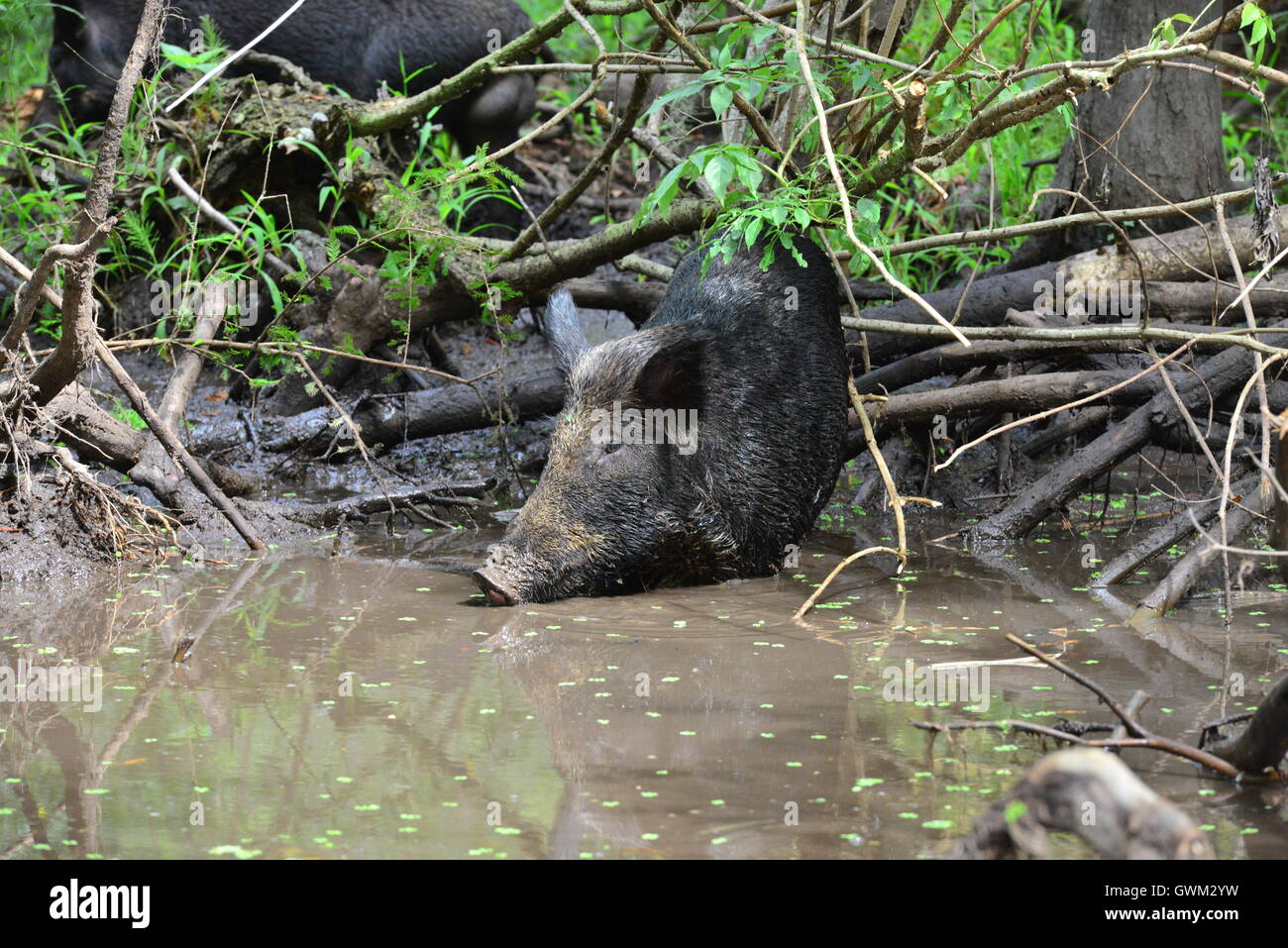 Wild pig in the muddy Swamplands of Louisiana in America Stock Photo