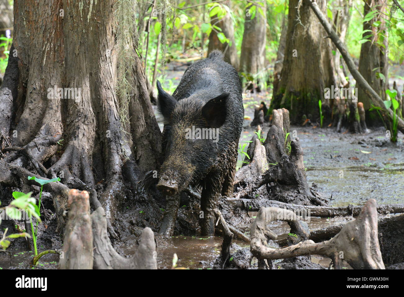 Wild pig in the muddy Swamplands of Louisiana in America Stock Photo