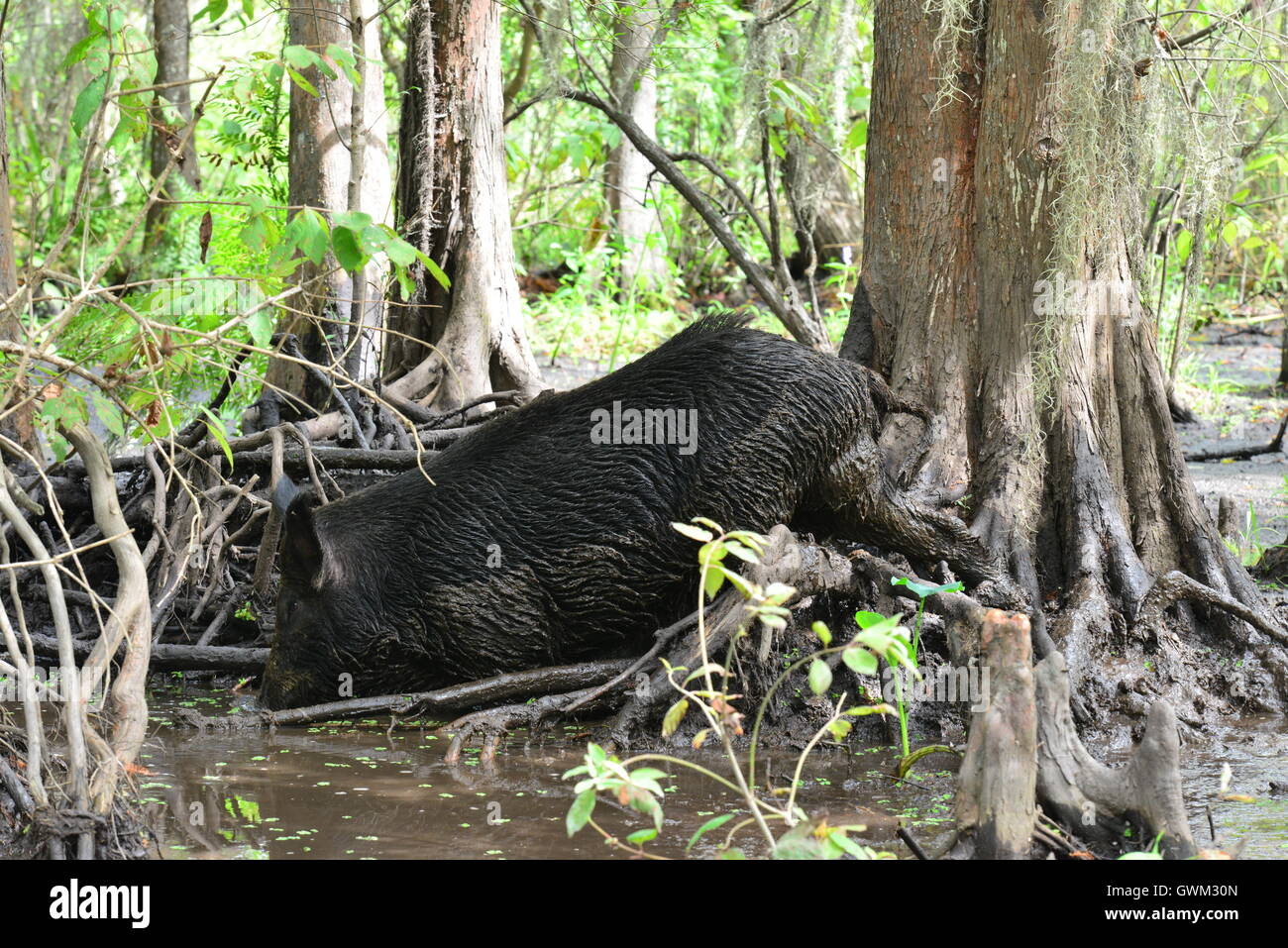 Wild pig in the muddy Swamplands of Louisiana in America Stock Photo
