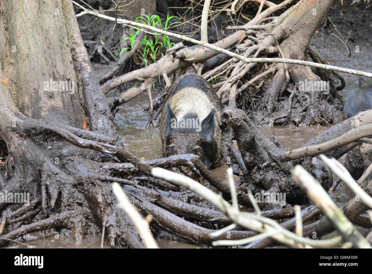 Wild pig in the muddy Swamplands of Louisiana in America Stock Photo