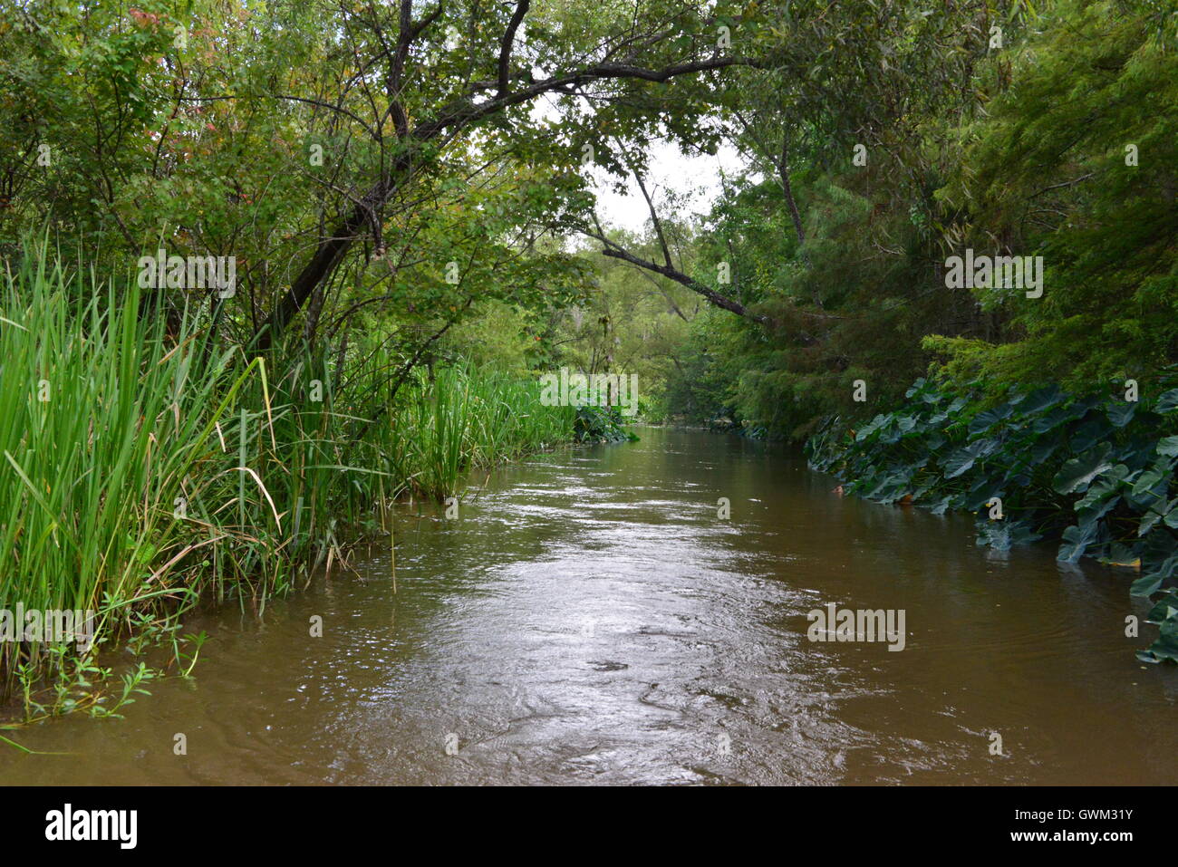 The Swamplands of Louisiana in the USA Stock Photo Alamy