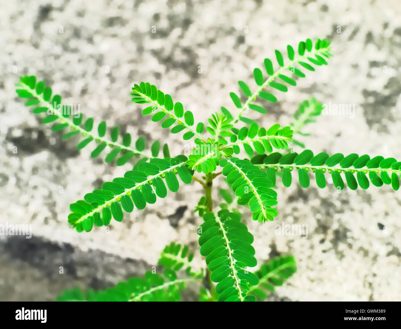 Sesbania grandiflora hi-res stock photography and images - Alamy