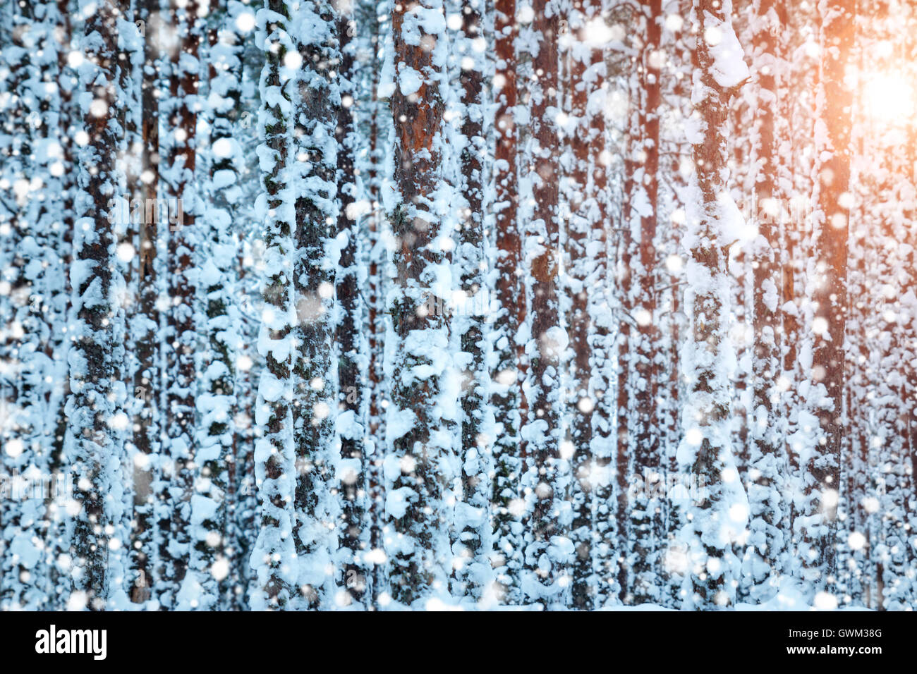pine forest in winter Stock Photo - Alamy