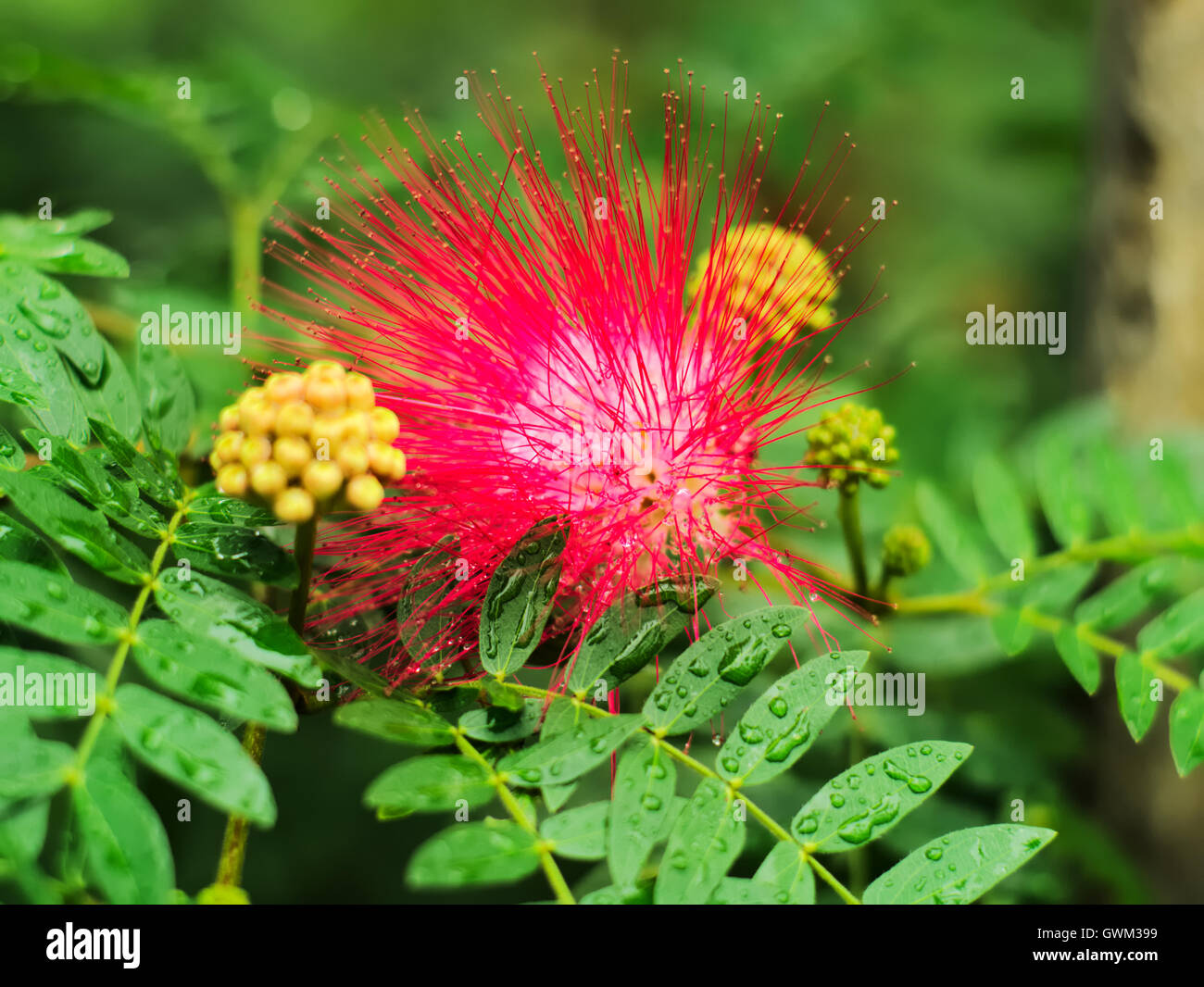 Pink red powder puff or Calliandra Haematocephala Hassk Stock Photo Alamy