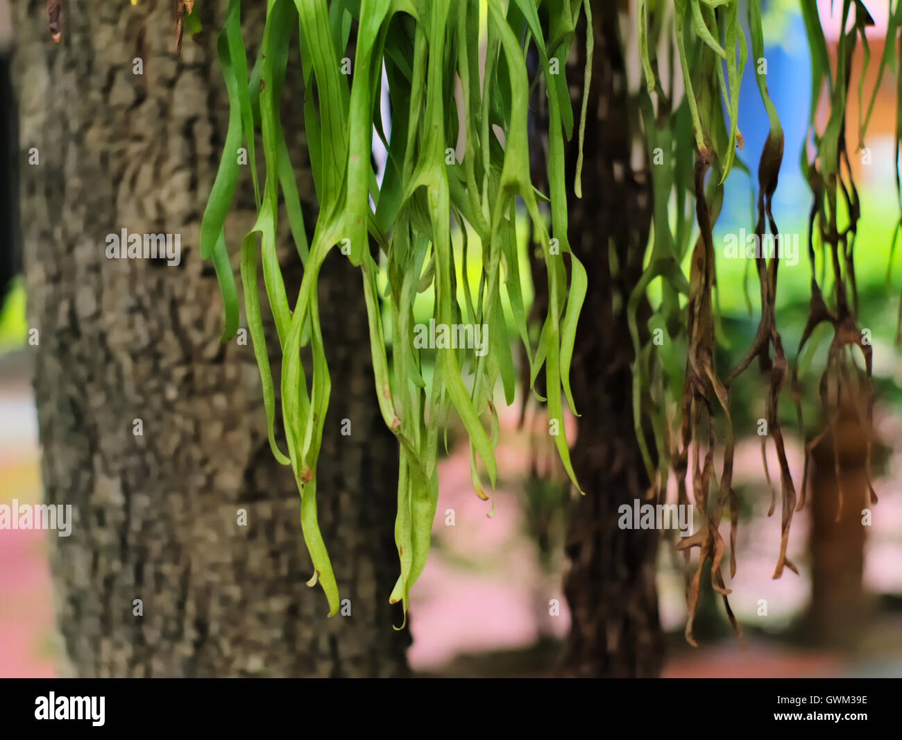 Giant staghorn fern hi-res stock photography and images - Alamy