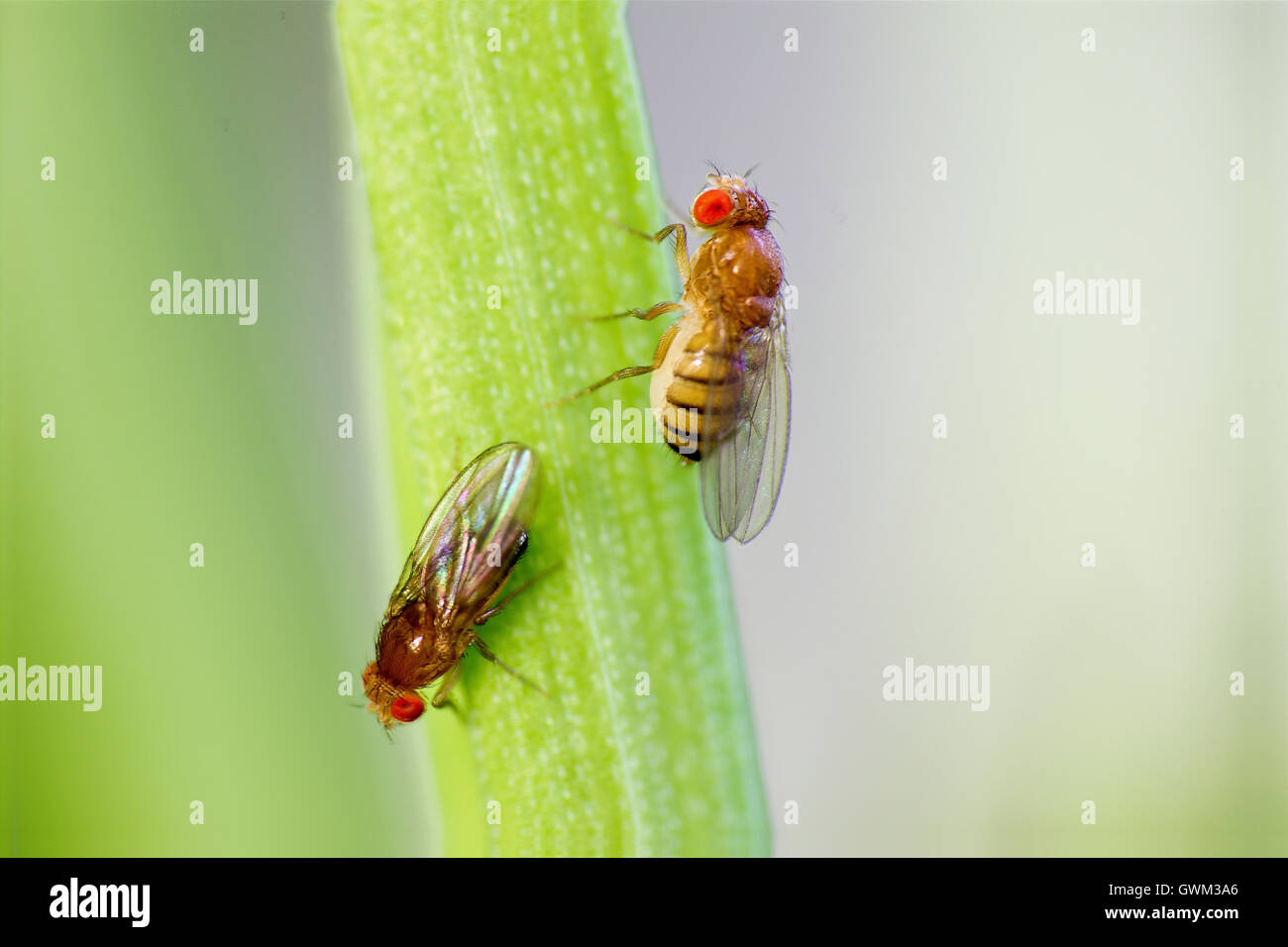 Fruit flies hires stock photography and images Alamy