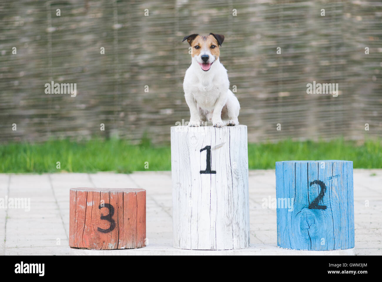 Champion dog on a pedestal at the first place Stock Photo