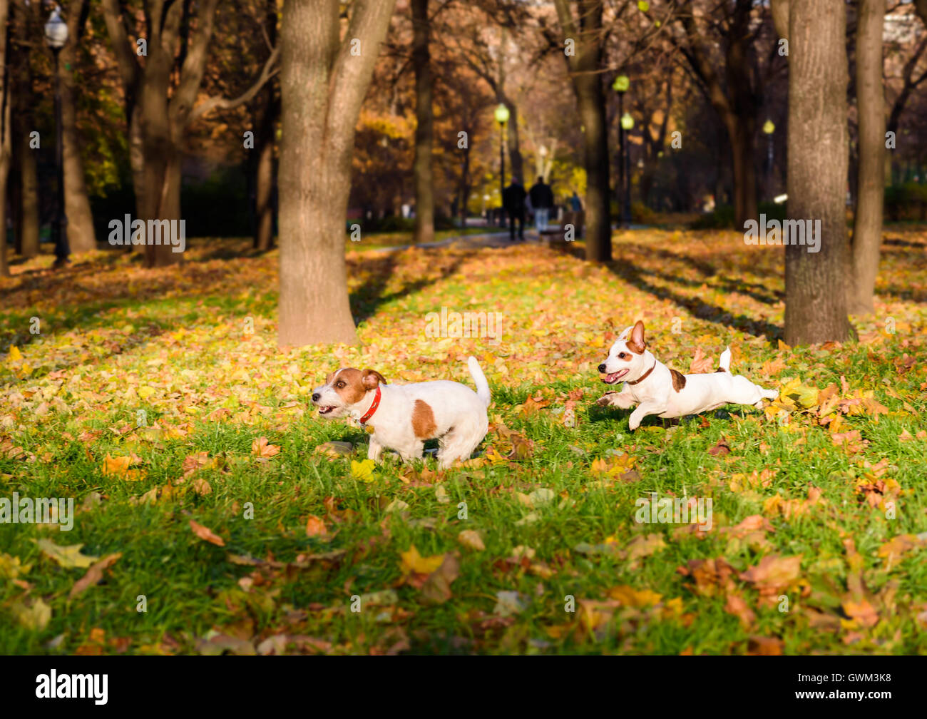 Two dogs playing funny pursuit at fall park Stock Photo