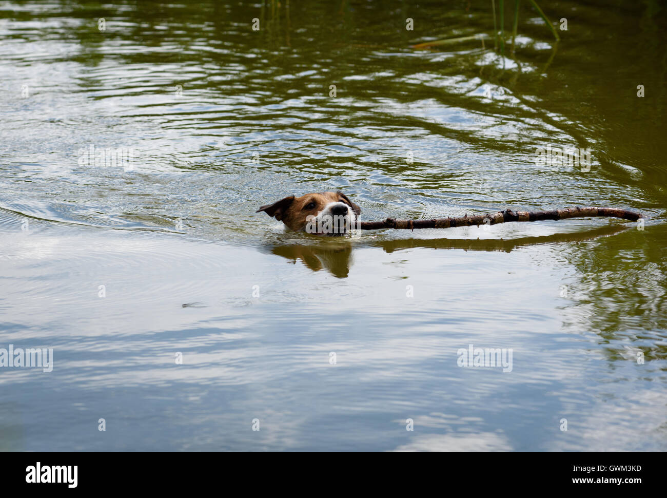 Little dog swimming and fetching big stick from water Stock Photo